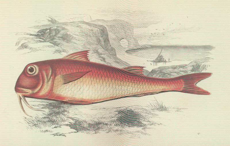 red mullet (Mullus barbatus); DISPLAY FULL IMAGE.