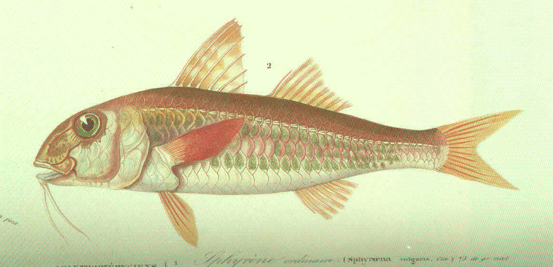 red mullet (Mullus barbatus); DISPLAY FULL IMAGE.