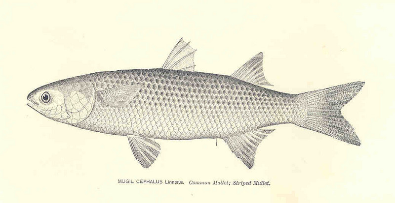 flathead grey mullet (Mugil cephalus); DISPLAY FULL IMAGE.