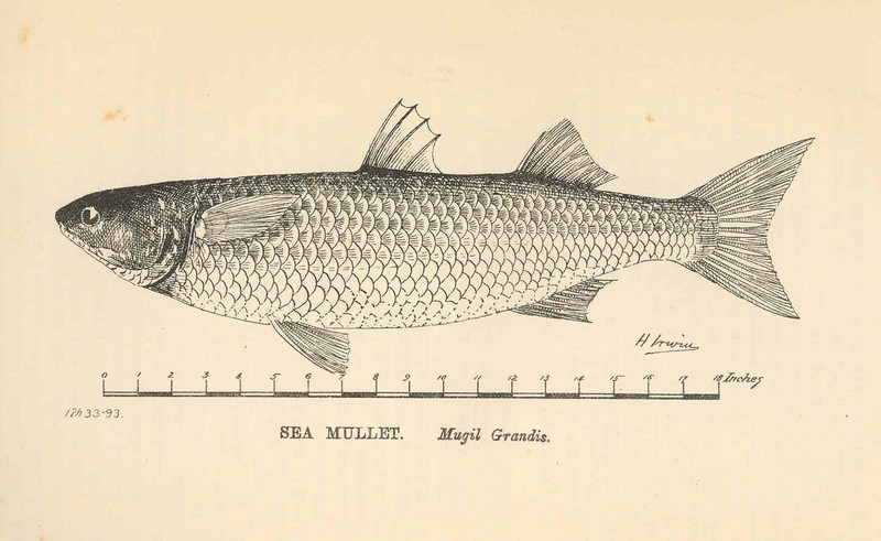 flathead grey mullet (Mugil cephalus); DISPLAY FULL IMAGE.