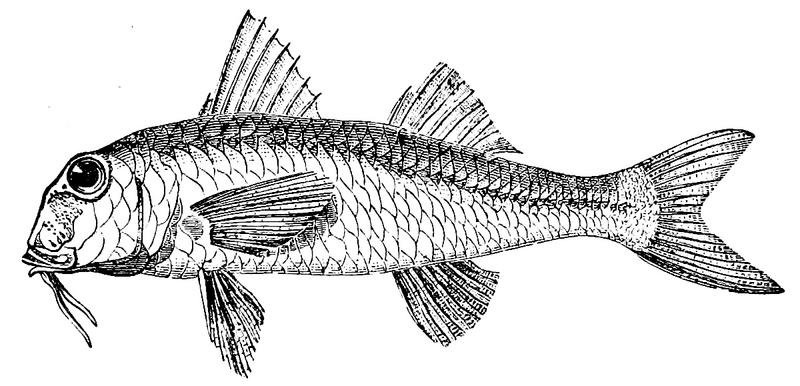 red mullet (Mullus barbatus); DISPLAY FULL IMAGE.