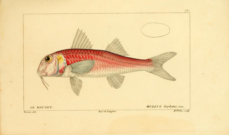 red mullet (Mullus barbatus); DISPLAY FULL IMAGE.