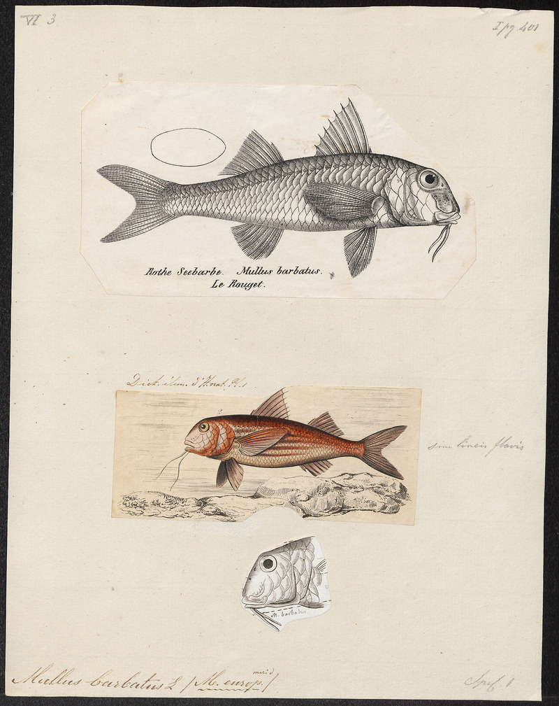 red mullet (Mullus barbatus); DISPLAY FULL IMAGE.