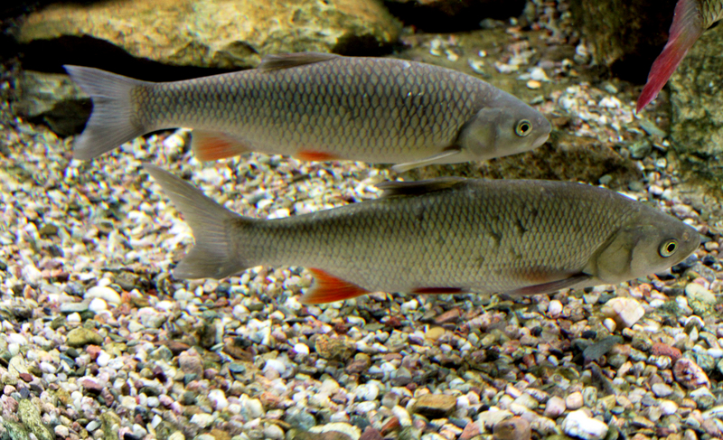European chub (Squalius cephalus); DISPLAY FULL IMAGE.