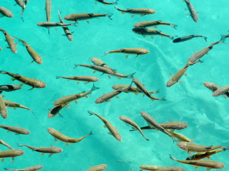 European chub (Squalius cephalus); DISPLAY FULL IMAGE.