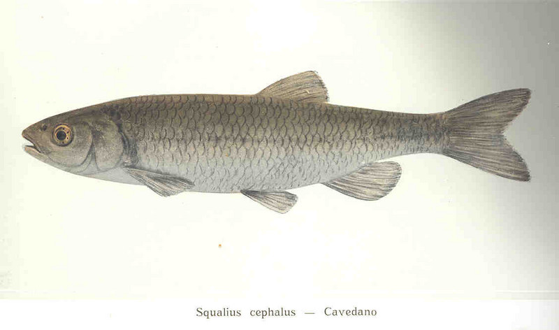 European chub (Squalius cephalus); DISPLAY FULL IMAGE.