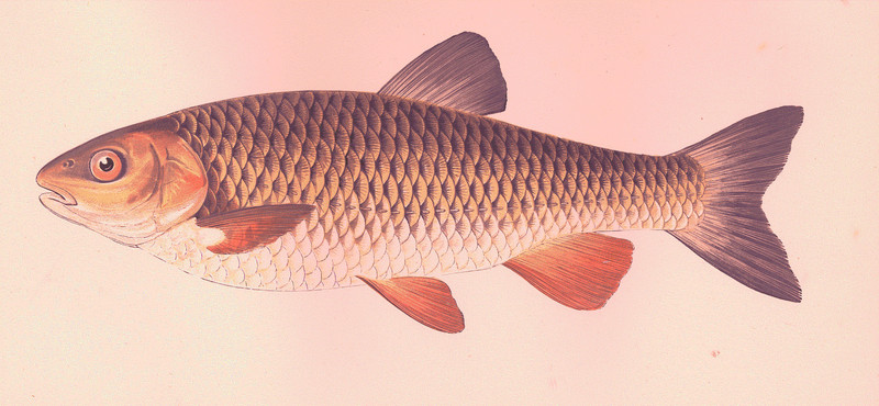 European chub (Squalius cephalus); DISPLAY FULL IMAGE.