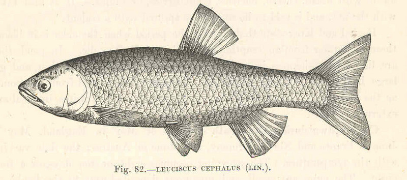 European chub (Squalius cephalus); DISPLAY FULL IMAGE.