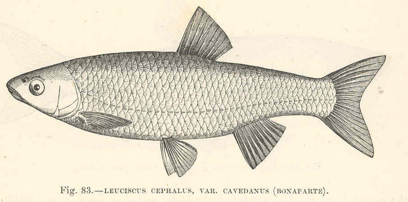 European chub (Squalius cephalus); DISPLAY FULL IMAGE.