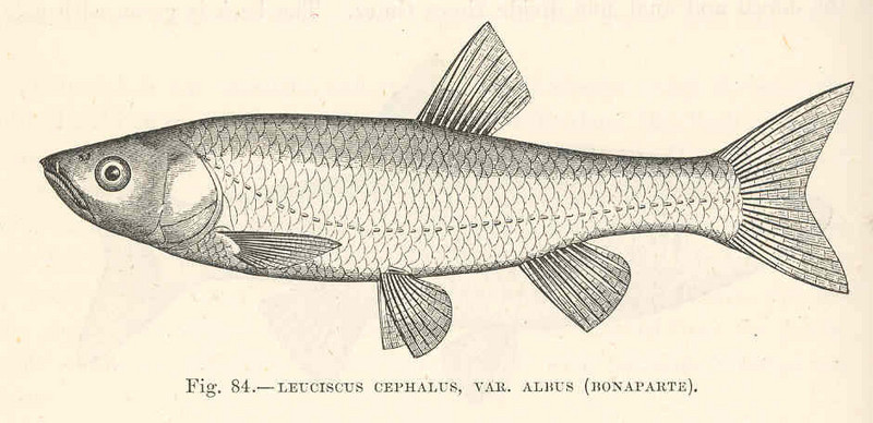 European chub (Squalius cephalus); DISPLAY FULL IMAGE.