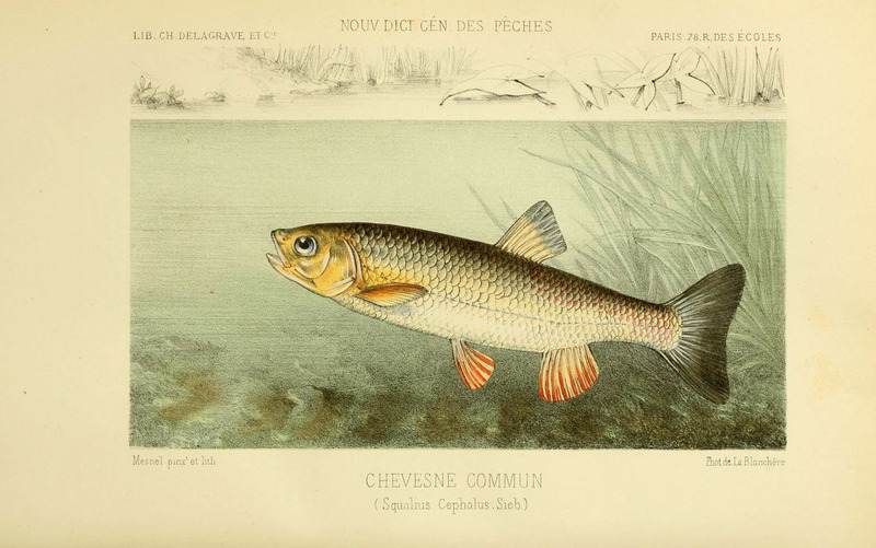 European chub (Squalius cephalus); DISPLAY FULL IMAGE.
