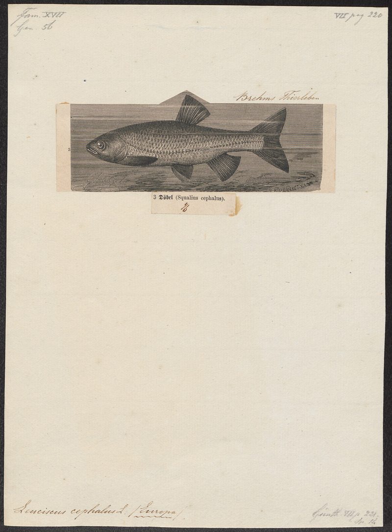 European chub (Squalius cephalus); DISPLAY FULL IMAGE.
