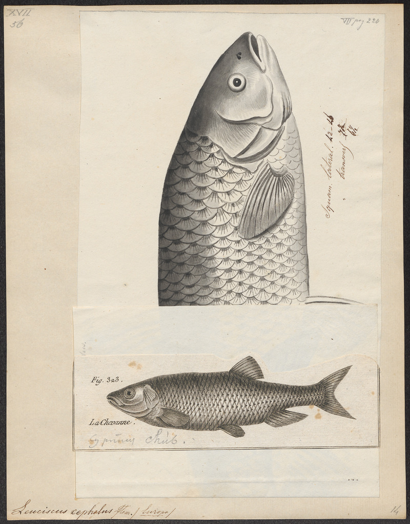 European chub (Squalius cephalus); DISPLAY FULL IMAGE.