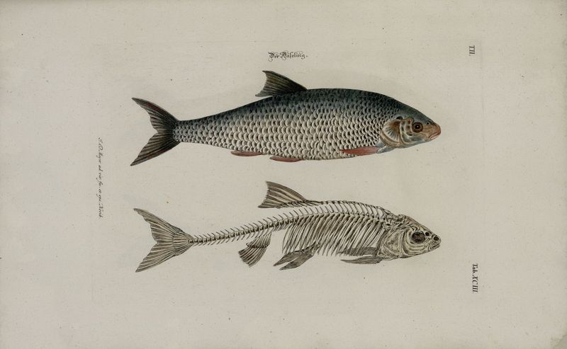 European chub (Squalius cephalus); DISPLAY FULL IMAGE.