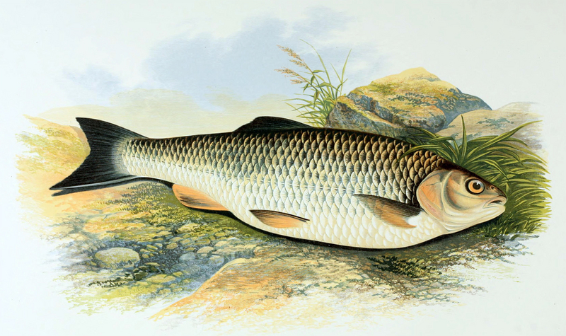 European chub (Squalius cephalus); DISPLAY FULL IMAGE.