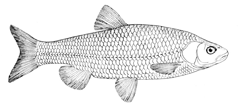 European chub (Squalius cephalus); DISPLAY FULL IMAGE.
