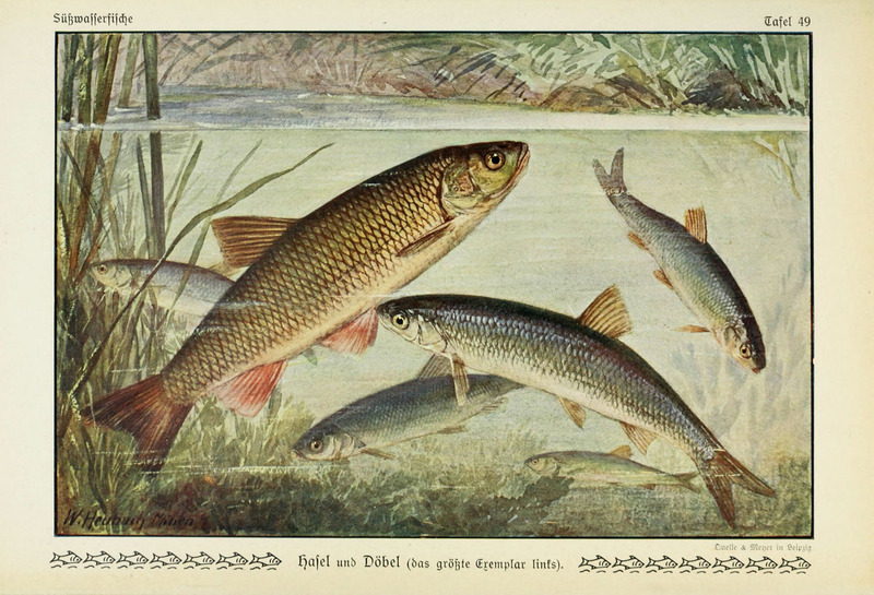 European chub (Squalius cephalus); DISPLAY FULL IMAGE.