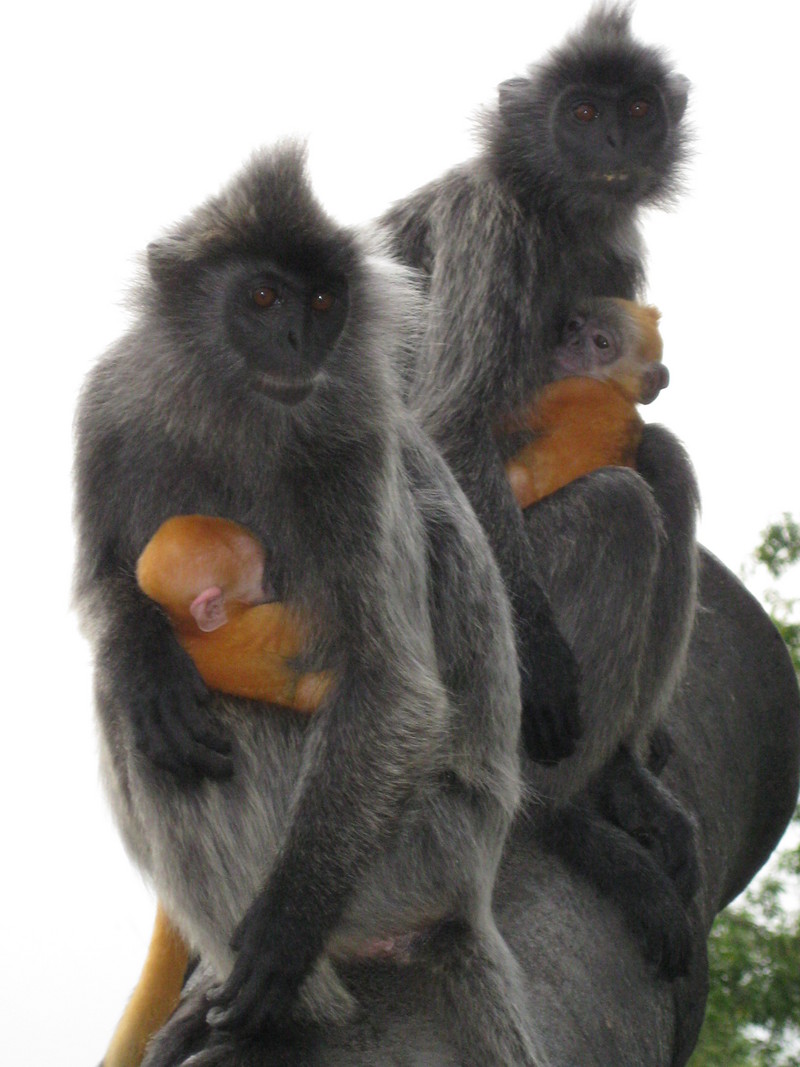 silvery lutung (Trachypithecus cristatus); DISPLAY FULL IMAGE.
