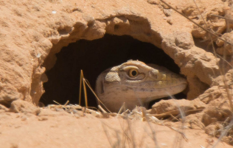 desert monitor (Varanus griseus); DISPLAY FULL IMAGE.