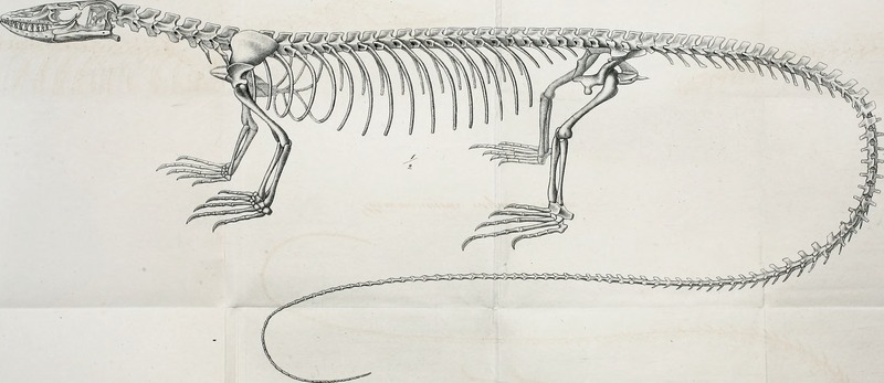 desert monitor (Varanus griseus); DISPLAY FULL IMAGE.