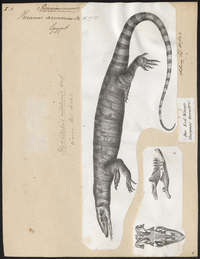 desert monitor (Varanus griseus); DISPLAY FULL IMAGE.