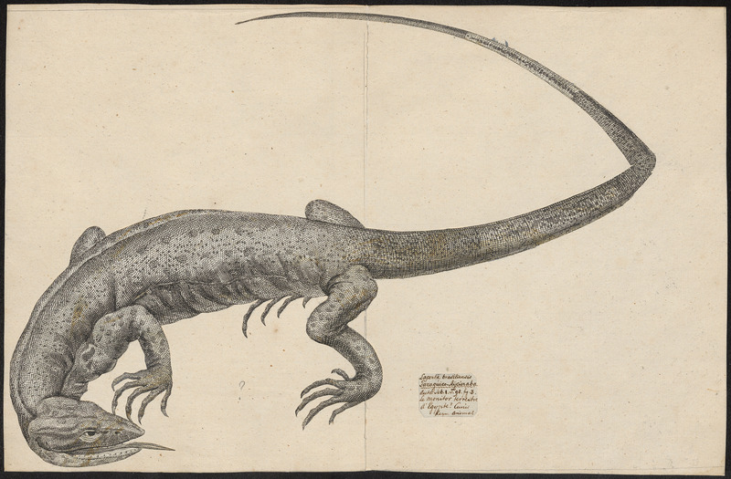 desert monitor (Varanus griseus); DISPLAY FULL IMAGE.