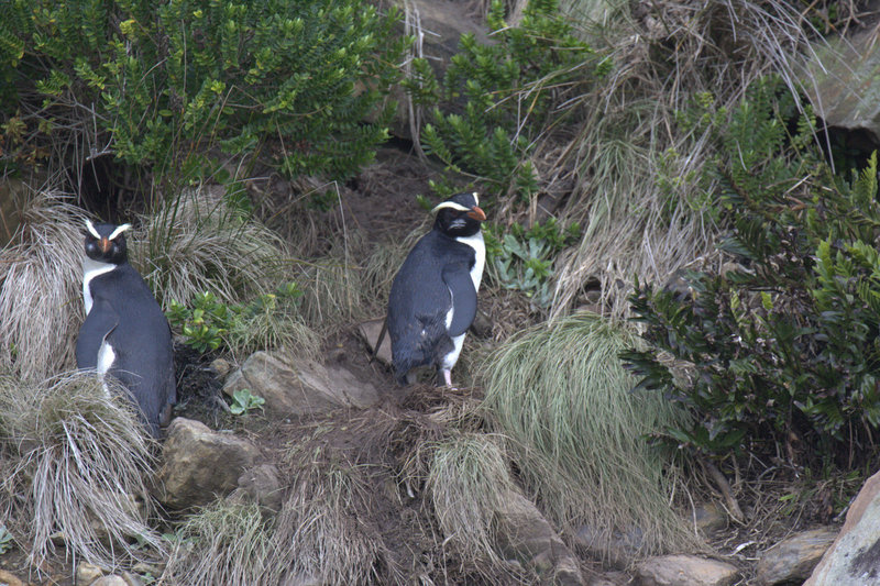 Fiordland crested penguin, tawaki (Eudyptes pachyrhynchus); DISPLAY FULL IMAGE.