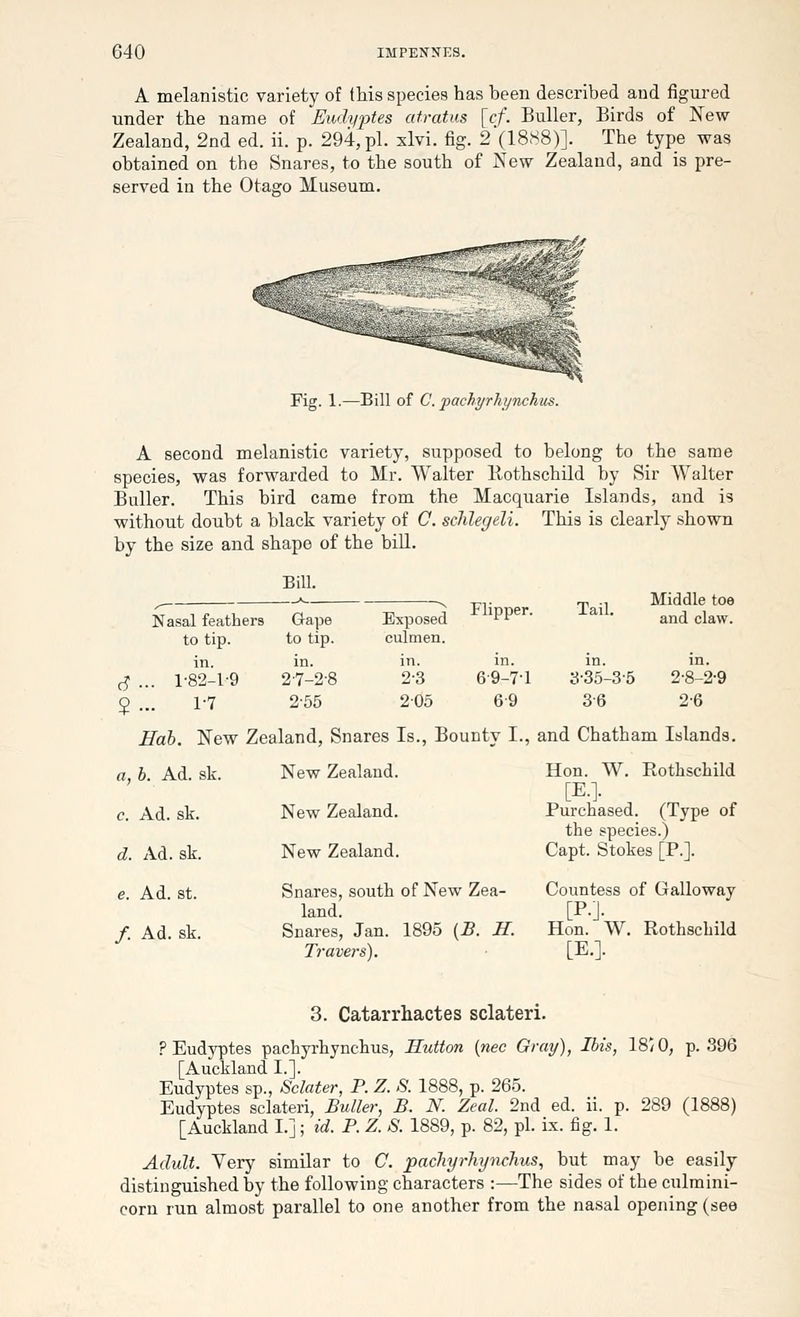 Fiordland crested penguin, tawaki (Eudyptes pachyrhynchus); DISPLAY FULL IMAGE.