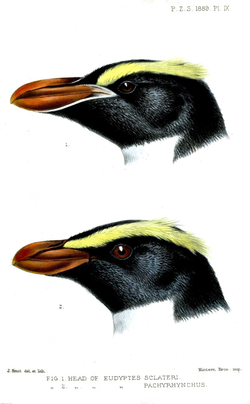 erect-crested penguin (Eudyptes sclateri), Fiordland crested penguin (Eudyptes pachyrhynchus); DISPLAY FULL IMAGE.