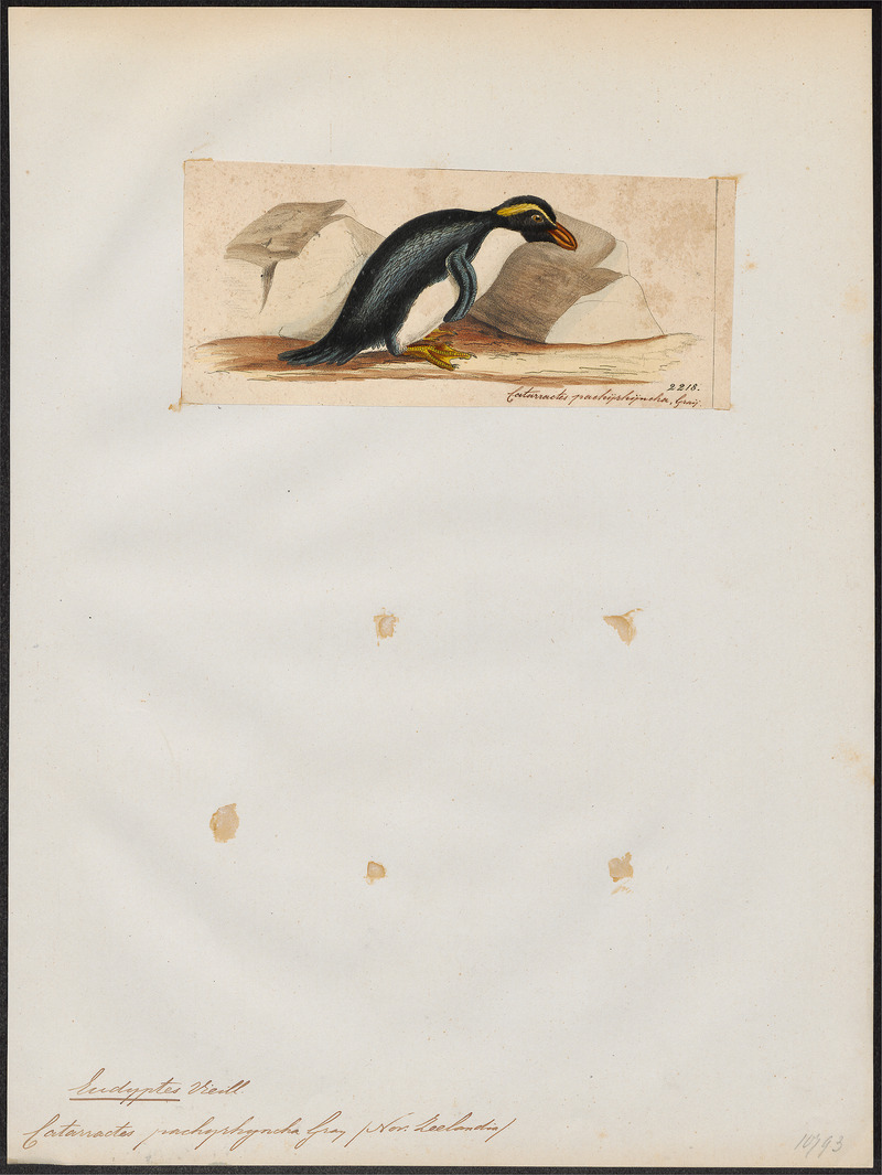 Fiordland crested penguin, tawaki (Eudyptes pachyrhynchus); DISPLAY FULL IMAGE.