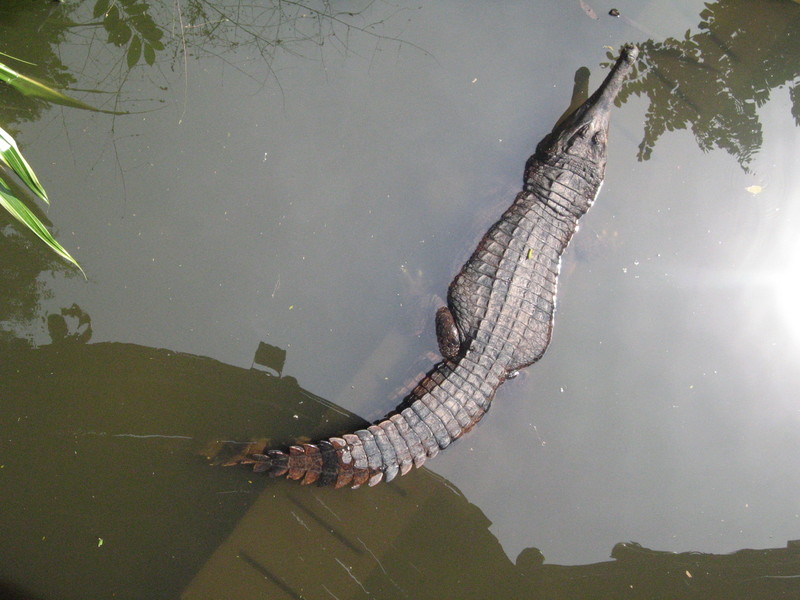 false gharial (Tomistoma schlegelii); DISPLAY FULL IMAGE.