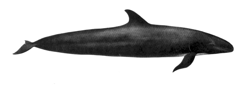 false killer whale (Pseudorca crassidens); DISPLAY FULL IMAGE.