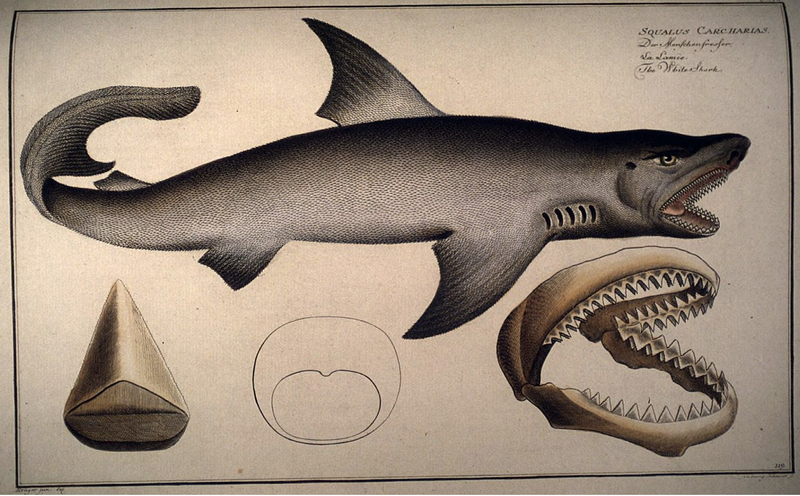 great white shark (Carcharodon carcharias); DISPLAY FULL IMAGE.