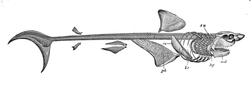 great white shark (Carcharodon carcharias); DISPLAY FULL IMAGE.