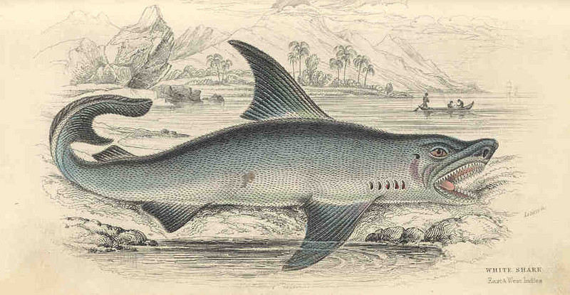 great white shark (Carcharodon carcharias); DISPLAY FULL IMAGE.