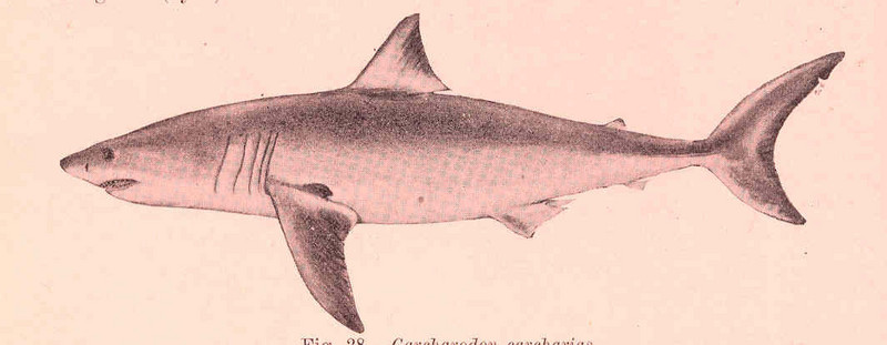 great white shark (Carcharodon carcharias); DISPLAY FULL IMAGE.