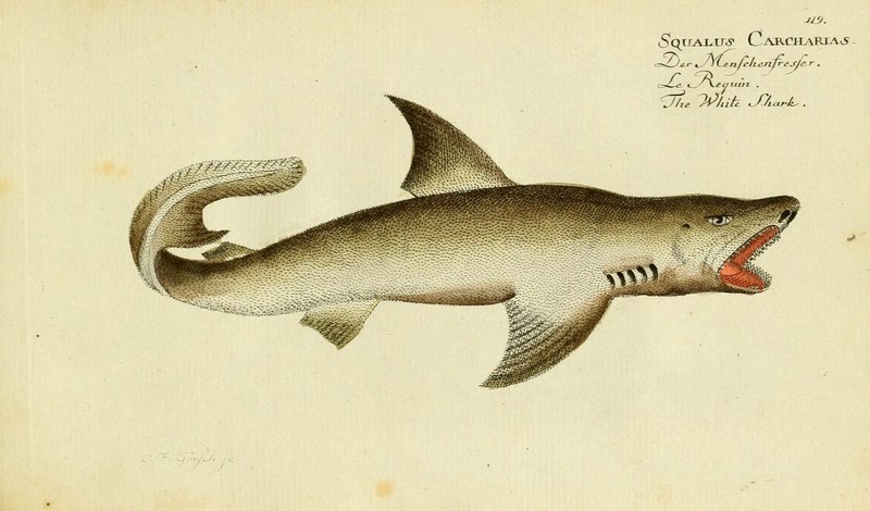 great white shark (Carcharodon carcharias); DISPLAY FULL IMAGE.