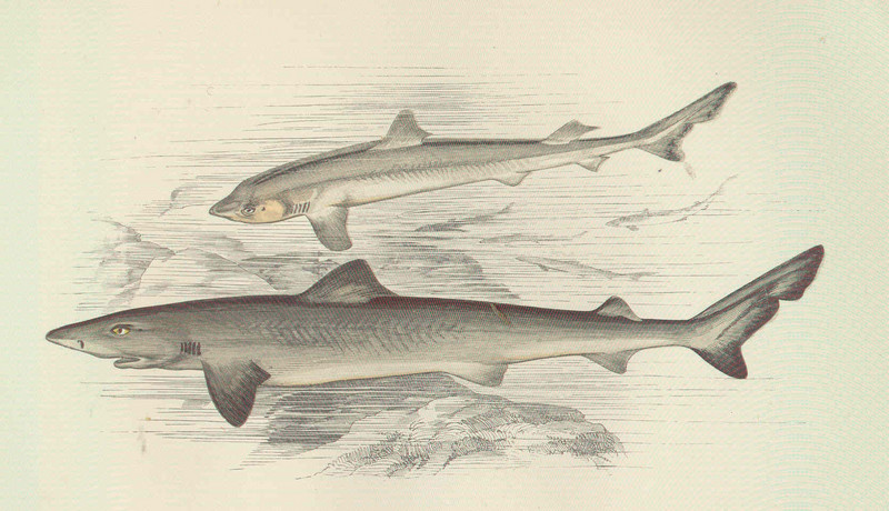 school shark, tope shark (Galeorhinus galeus); DISPLAY FULL IMAGE.