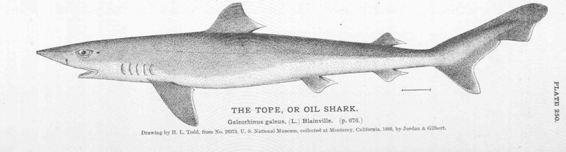 school shark, tope shark (Galeorhinus galeus); DISPLAY FULL IMAGE.