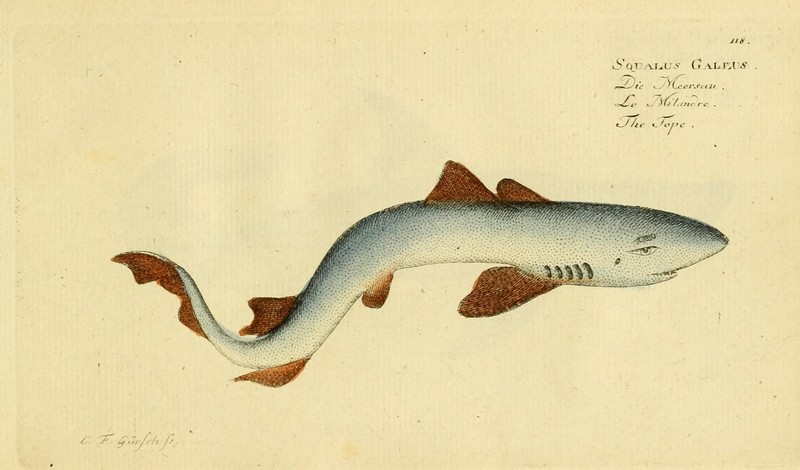school shark, tope shark (Galeorhinus galeus); DISPLAY FULL IMAGE.