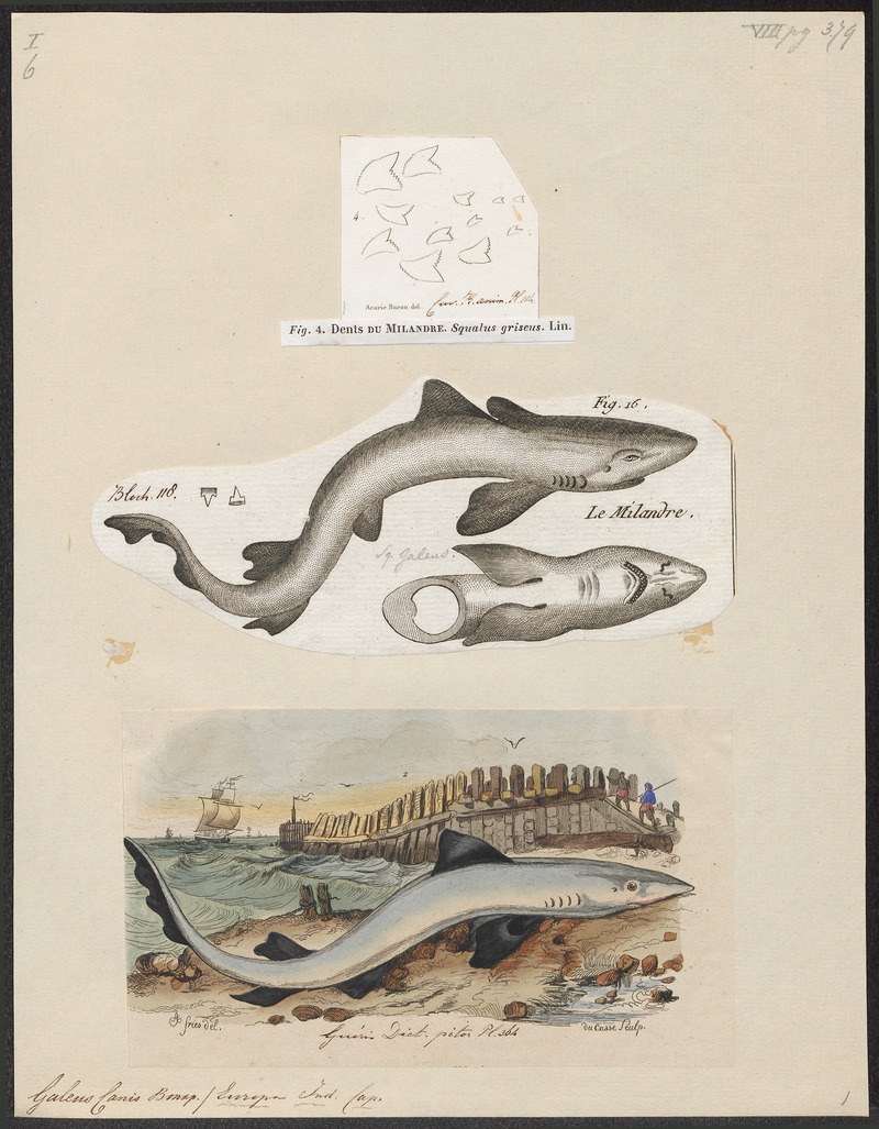 school shark, tope shark (Galeorhinus galeus); DISPLAY FULL IMAGE.