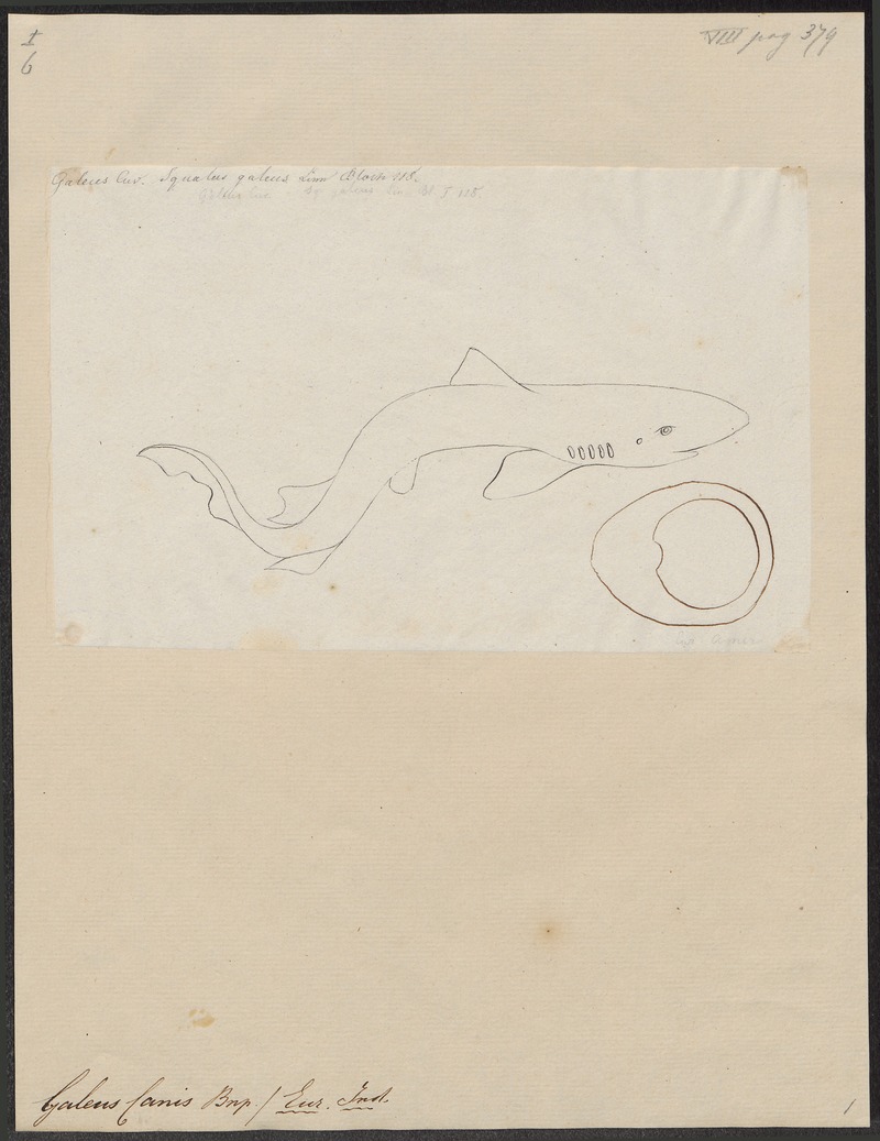 school shark, tope shark (Galeorhinus galeus); DISPLAY FULL IMAGE.