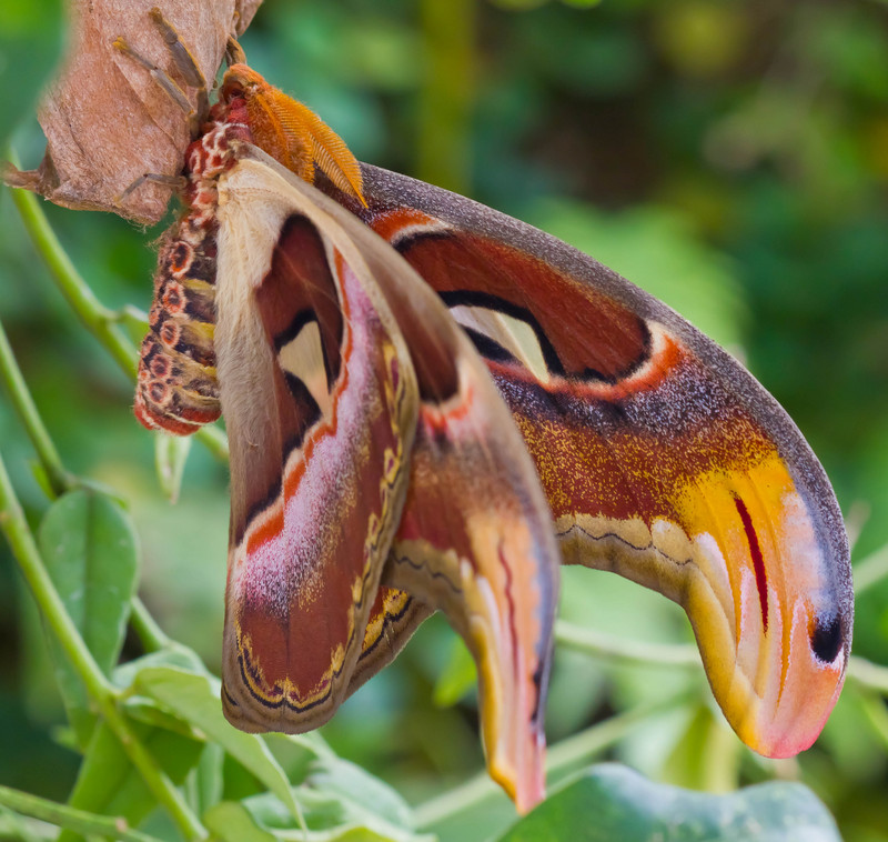 Atlas moth (Attacus atlas); DISPLAY FULL IMAGE.