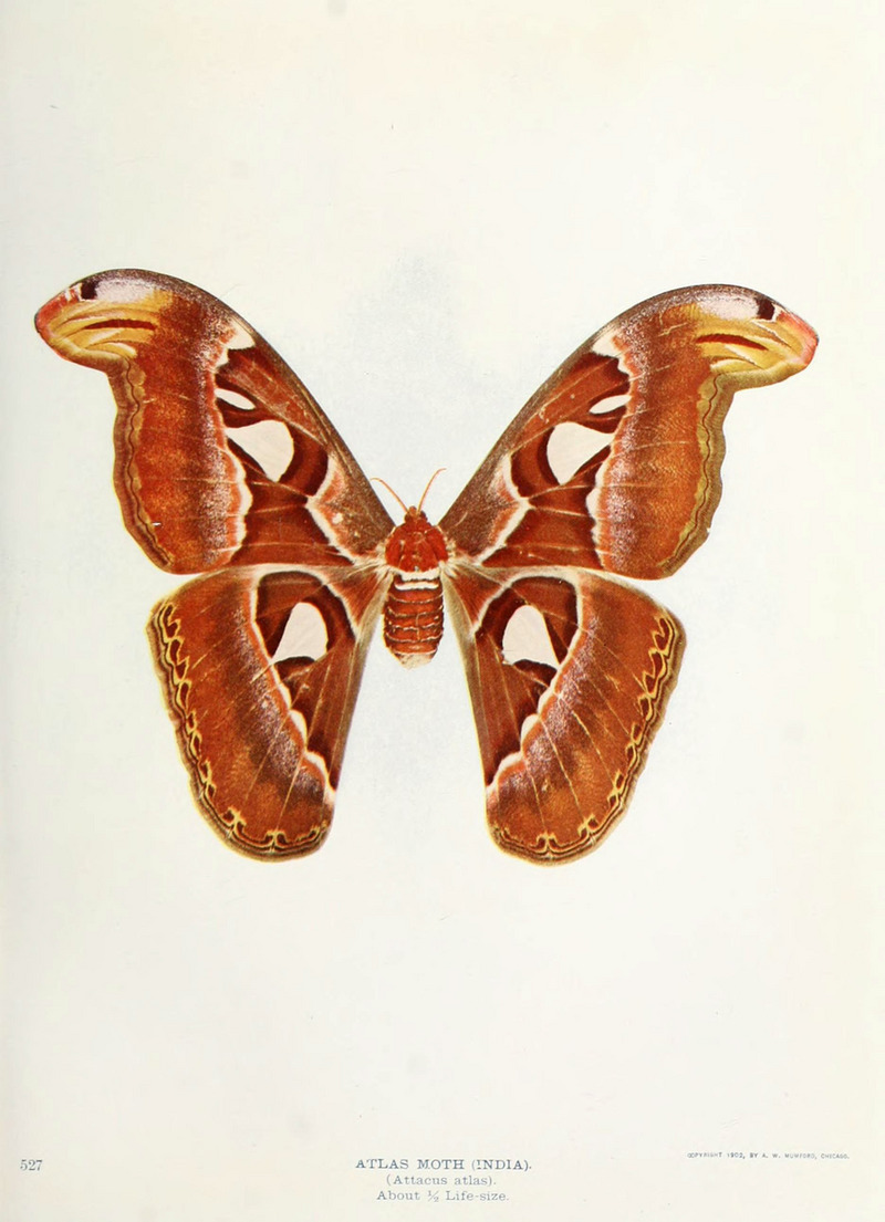 Atlas moth (Attacus atlas); DISPLAY FULL IMAGE.