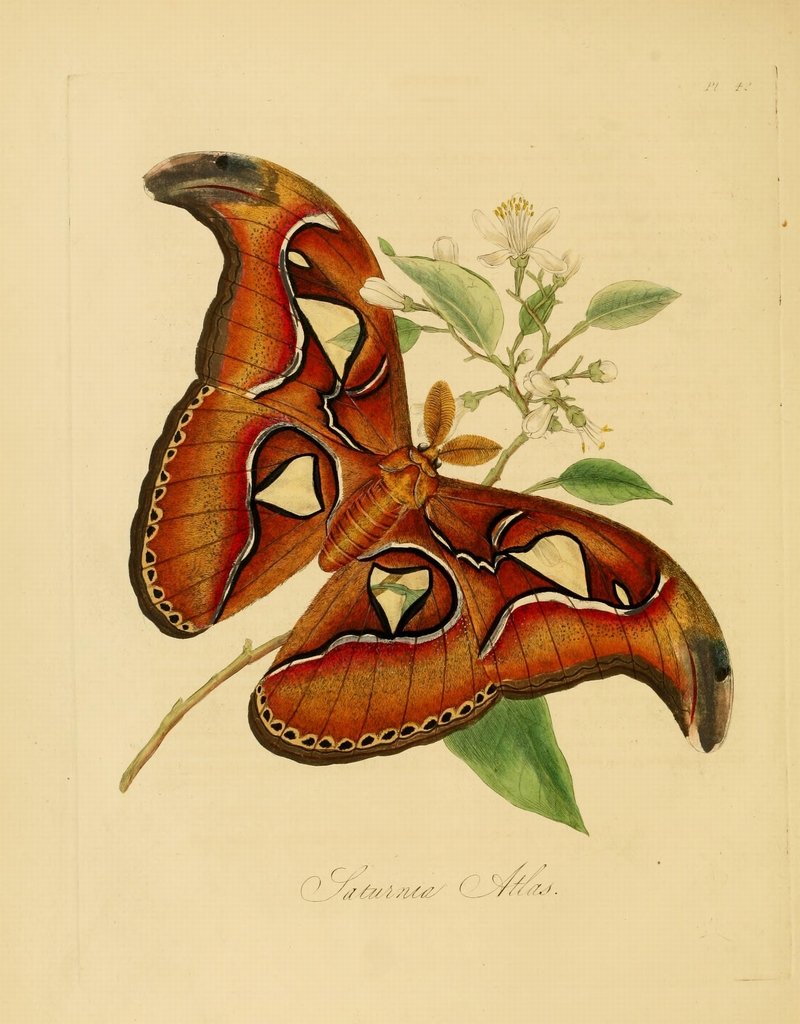 Atlas moth (Attacus atlas); DISPLAY FULL IMAGE.