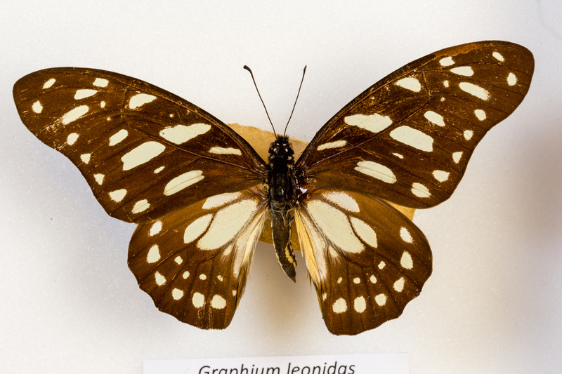 veined swordtail (Graphium leonidas); DISPLAY FULL IMAGE.