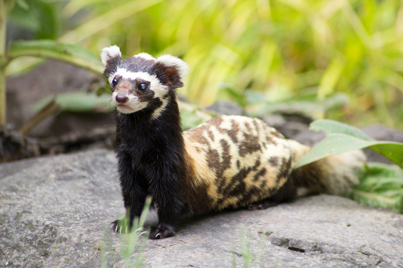 marbled polecat (Vormela peregusna); DISPLAY FULL IMAGE.