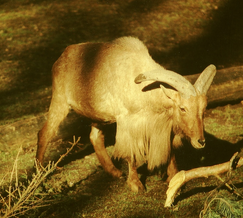 Barbary sheep, aoudad (Ammotragus lervia); DISPLAY FULL IMAGE.