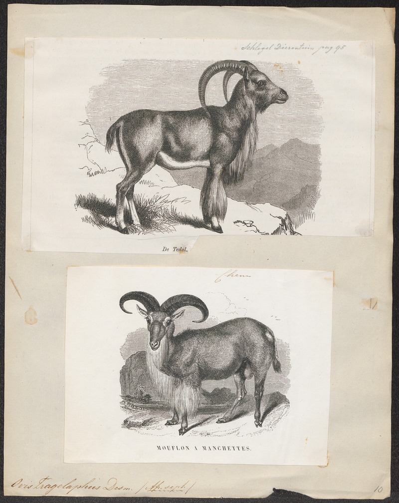 Barbary sheep, aoudad (Ammotragus lervia); DISPLAY FULL IMAGE.