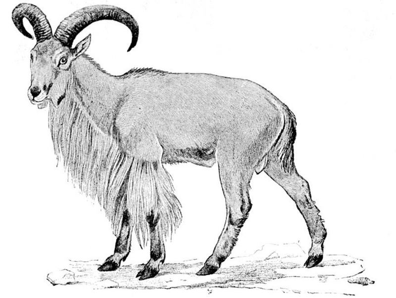 Barbary sheep, aoudad (Ammotragus lervia); DISPLAY FULL IMAGE.